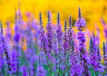 经典名作《梦幻战士》三部曲合集复归 12月9日登陆Switch